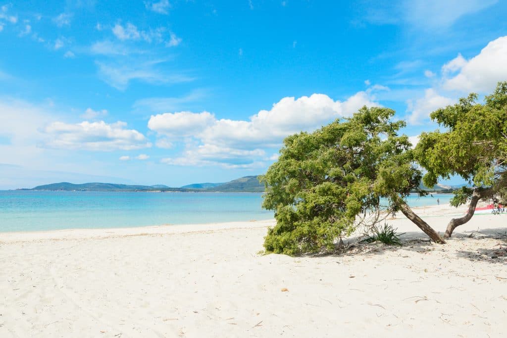 White sand and juniper trees on Maria Pia Beach in Alghero, Sardinia Spiaggia di sabbia bianca e ginepri a Maria Pia, Alghero, Sardegna, Italy